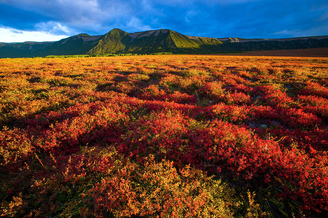 Farbenprächtige Tundra in der Uzon Caldera, Kronotsky Naturreservat, Russland; Kronotsky Zapovednik, Kamtschatka, Russland