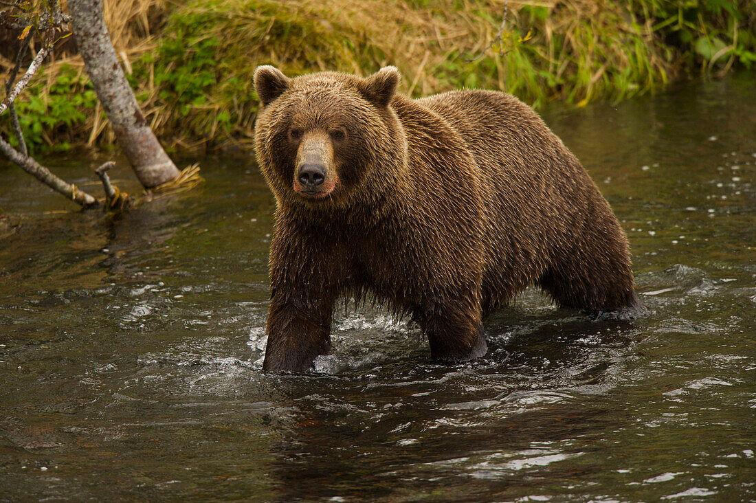 Kamchatka brown bear (Ursus arctos beringianus) in a stream; Kronotsky Zapovednik, Kamchatka, Russia