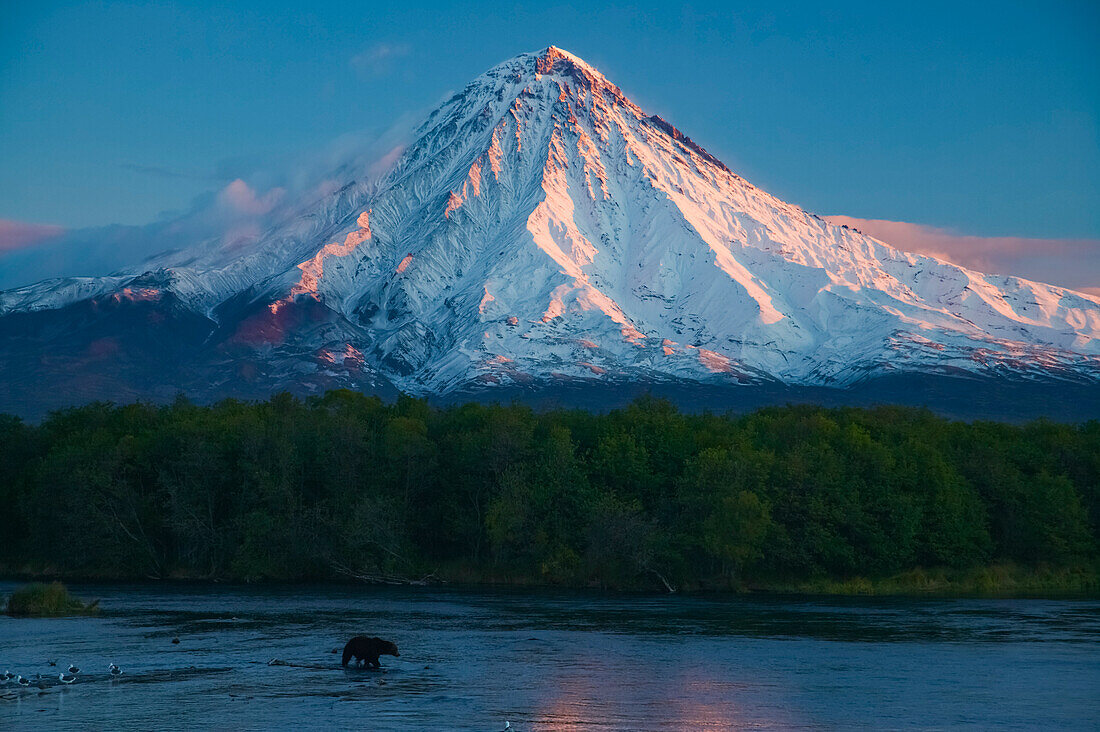 Kamchatka Brown bear (Ursus arctos beringianus) in stream below snow-covered Kronotsky volcano, Russia; Kronotsky Zapovednik, Kamchatka, Russia