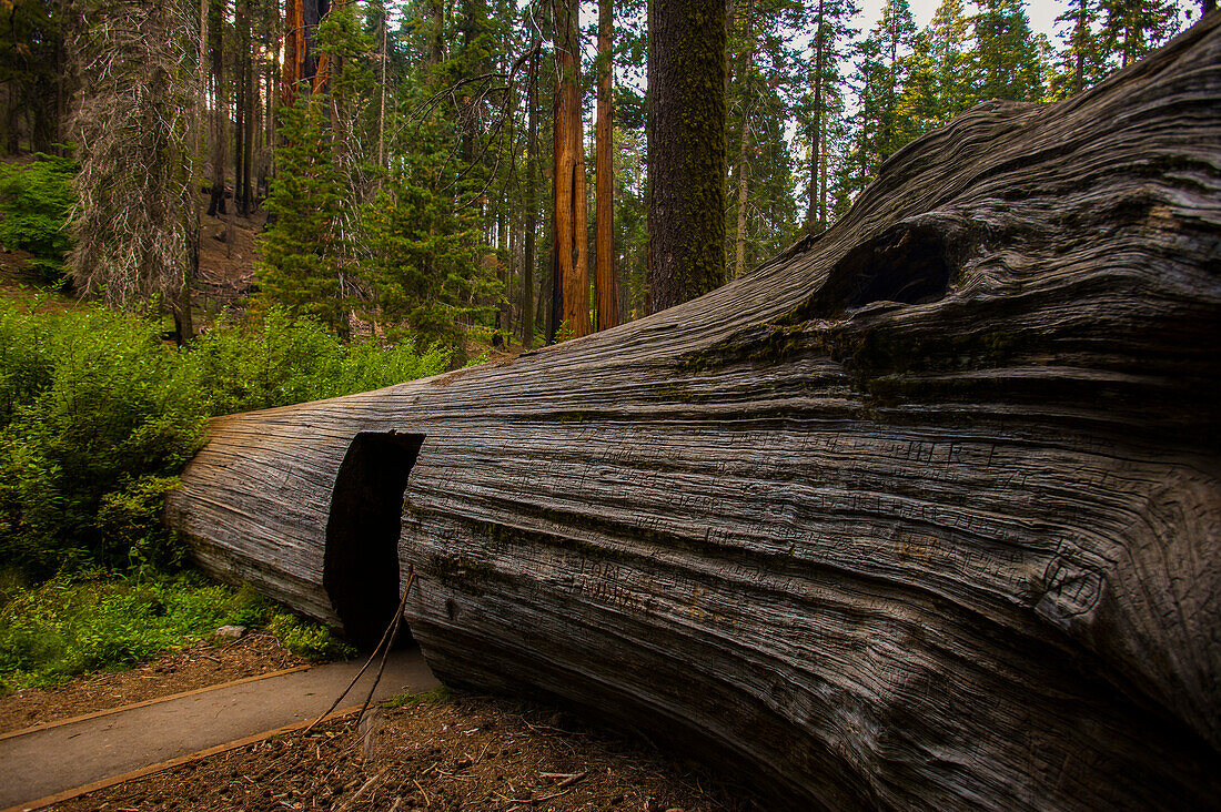 Doorway through the trunk of a Giant sequoia tree (Sequoiadendron giganteum) in Sequoia National Park, California, USA; California, United States of America