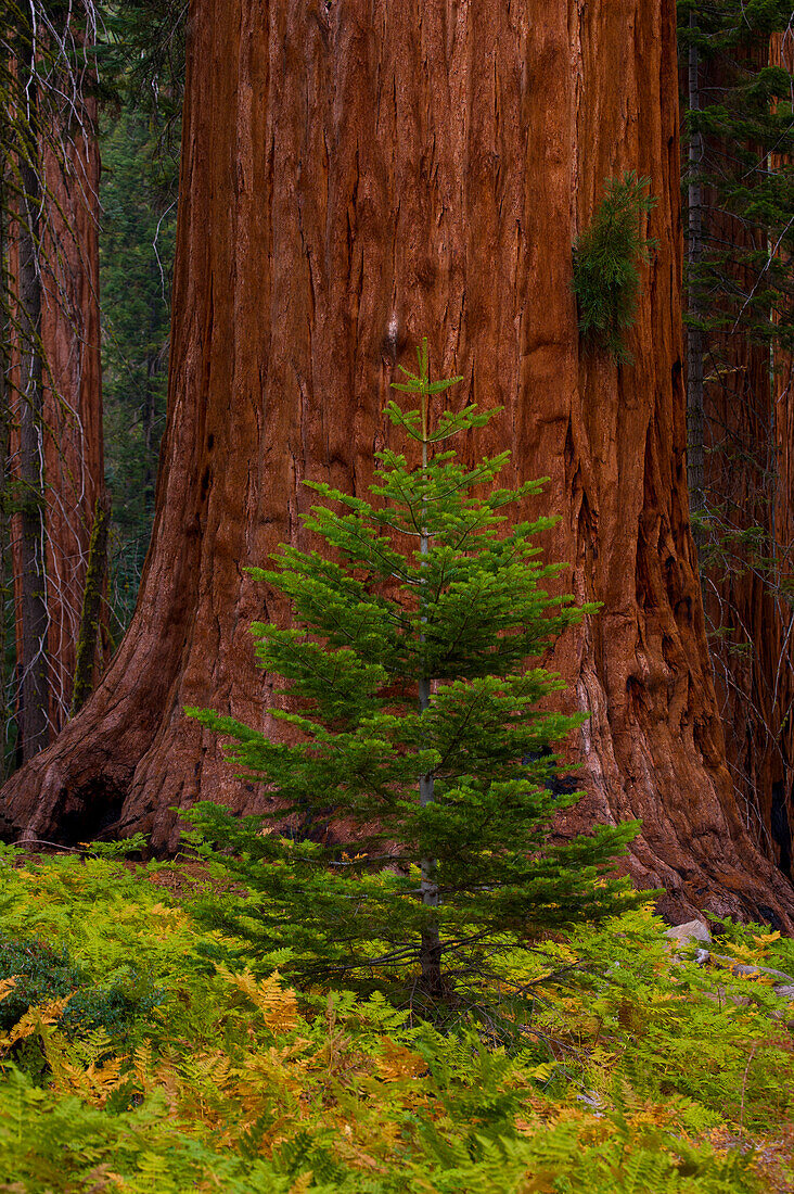 Stamm eines Riesenmammutbaums (Sequoiadendron giganteum) und ein kleiner immergrüner Baum im Sequoia National Park, Kalifornien, USA; Kalifornien, Vereinigte Staaten von Amerika