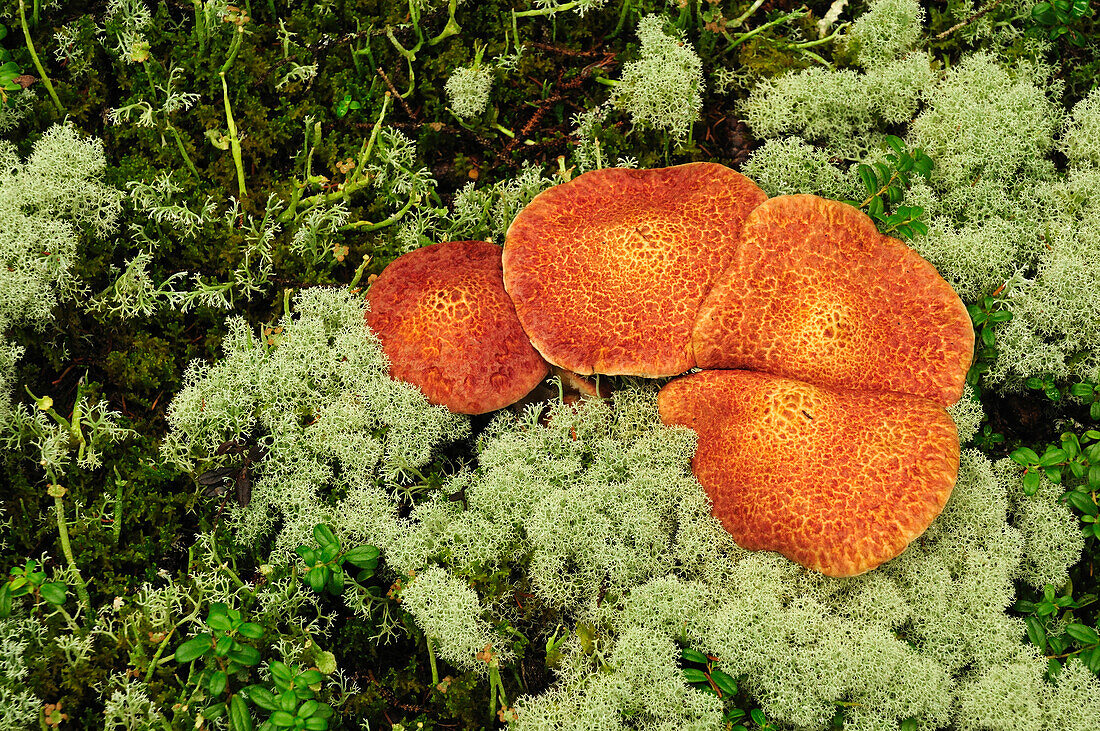 Forest floor with painted suillus mushrooms and reindeer moss.; Acadia National Park, Mount Desert Island, Maine.