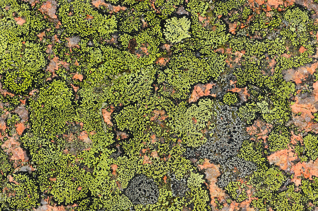 Nahaufnahme von verkrusteten Flechten auf Granitfelsen; Acadia National Park, Mount Desert Island, Maine.