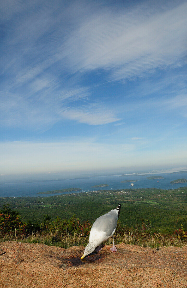 Scenic view from Cadillac Mountain with a herring gull drinking water.; Acadia National Park, Mount Desert Island, Maine.
