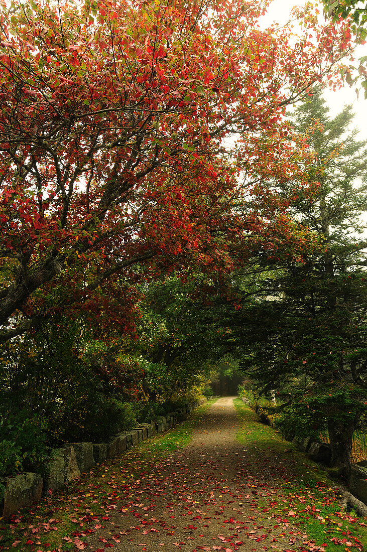 Malerischer Spazierweg am Long Pond im Herbst; Acadia National Park, Mount Desert Island, Maine.