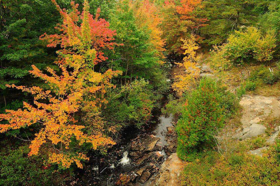 Blick auf den Duck Brook und die umliegenden Bäume im Herbst; Acadia National Park, Mount Desert Island, Maine.