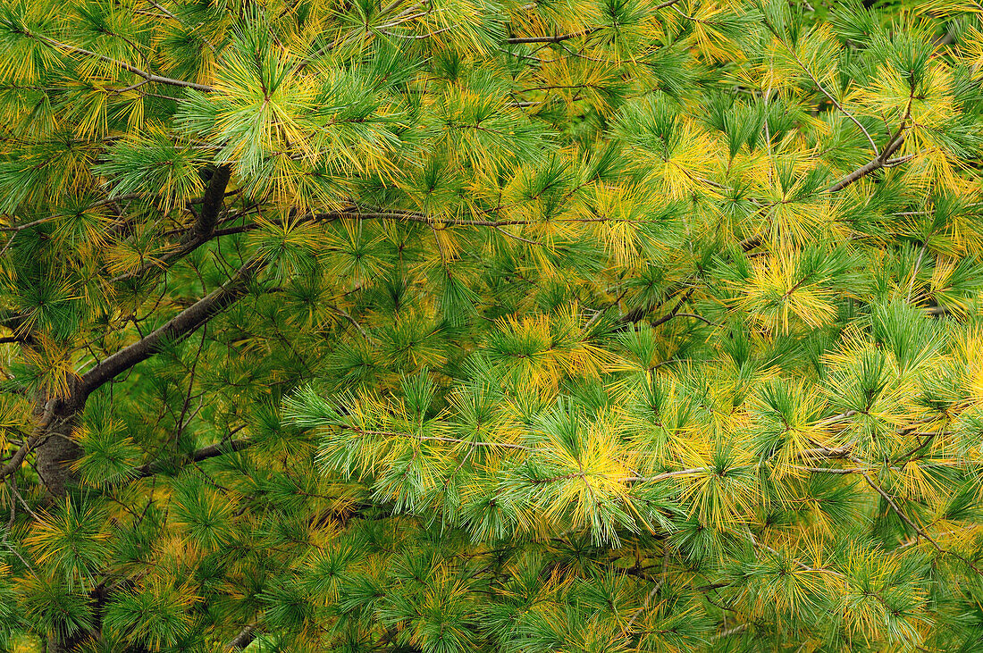 Close view of the inside of a pine tree canopy in autumn.; Acadia National Park, Mount Desert Island, Maine.