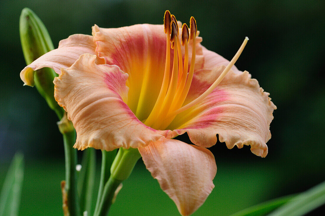 Close up of a large day lily, Hemerocallis species.; Lexington, Massachusetts.