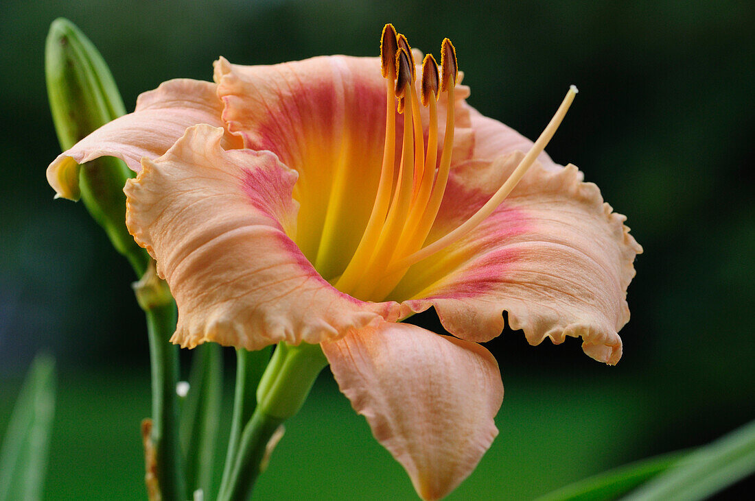 Nahaufnahme einer großen Taglilie, Hemerocallis-Arten; Lexington, Massachusetts.