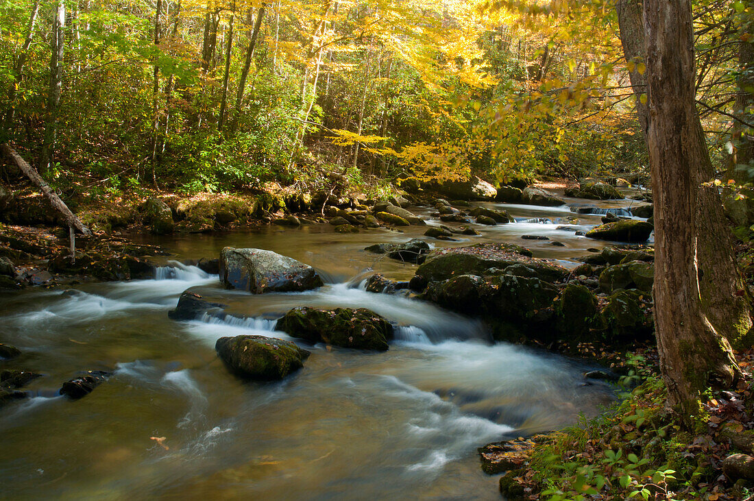 Der Little River rauscht durch einen herbstlich gefärbten Wald; Little River, Great Smoky Mountains National Park, Tennessee.
