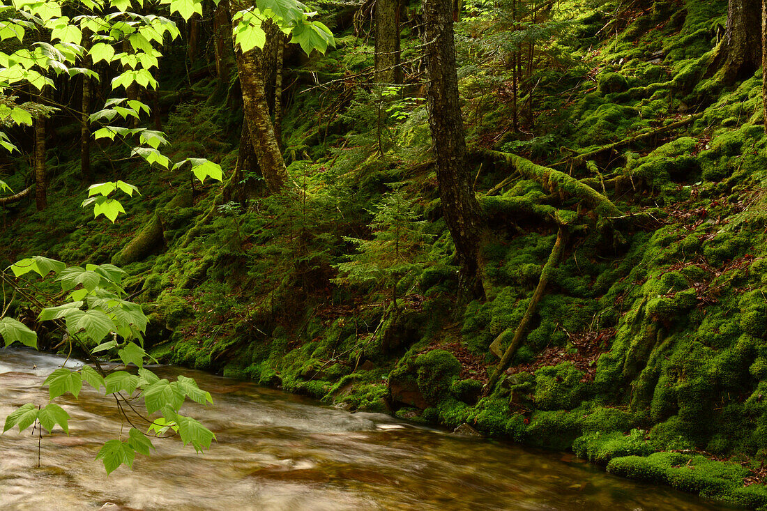 Ein Bach fließt durch den Fundy National Park und den angrenzenden Wald auf einem Hügel; Fundy National Park, New Brunswick, Kanada.