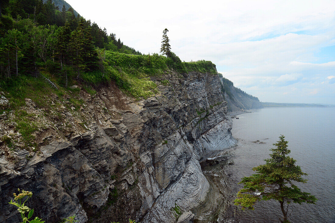 Sandstone and conglomerate cliffs line the coast of Forillon National Park.; Cap-Bon-Ami, Forillon National Park, Gaspe Peninsula, Quebec, Canada.