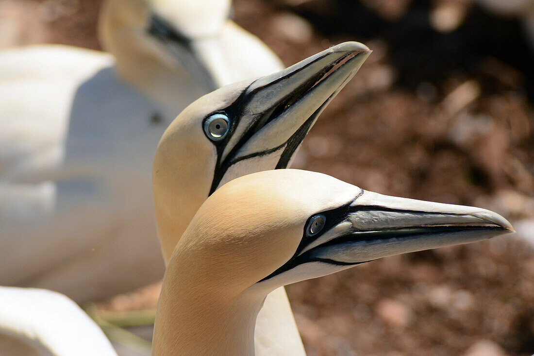 A pair of northern gannets bond with each other at their nest.; Ile Bonaventure et du Rocher-Perce National Park, Bonaventure Island, Gaspe Peninsula, Quebec, Canada.