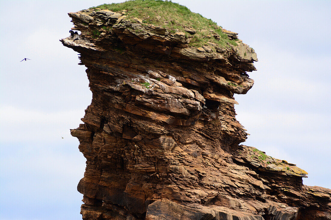 Rocky habitat used by seabirds on Bird Island, Cape Breton, Nova Scotia.; Bird Island, Cape Breton, Nova Scotia, Canada.