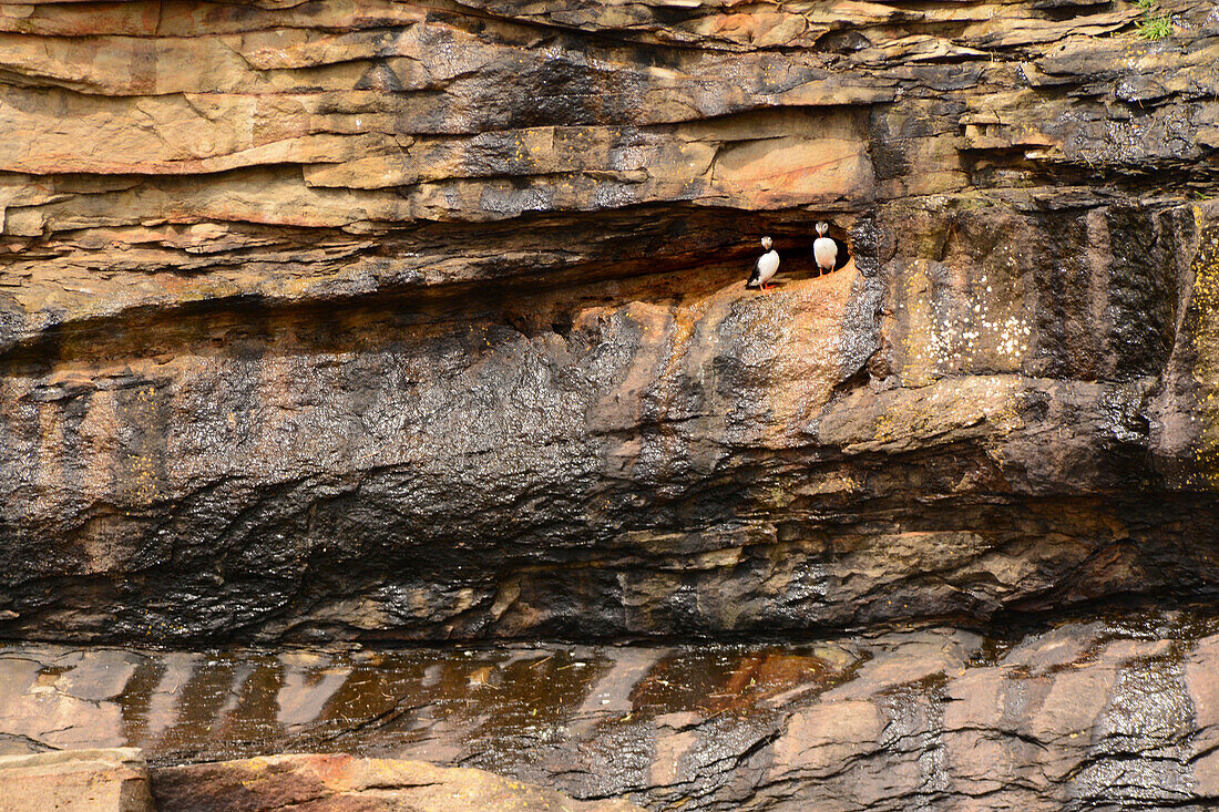 Ein Paar Papageientaucher, Fratercula arctica, am Eingang zu ihrem Nistplatz; Bird Island, Cape Breton, Nova Scotia, Kanada.