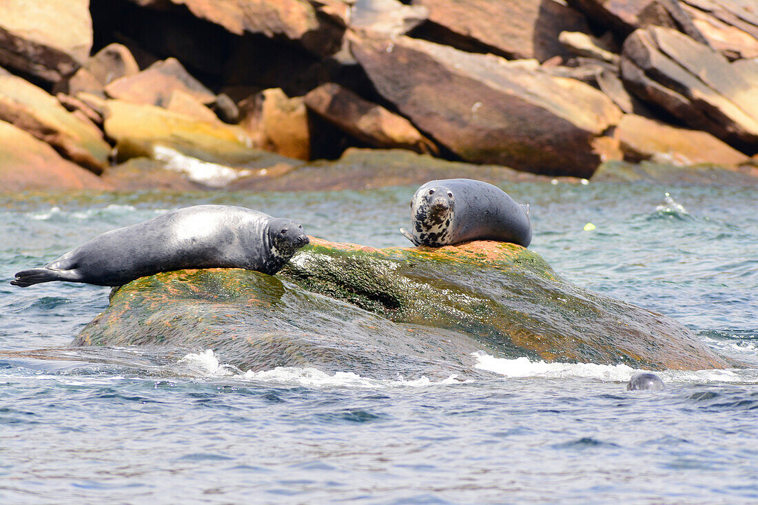 Two gray seals, Halichoerus grypus, basking on rocks off the coast of Bird Island.; Bird Island, Cape Breton, Nova Scotia, Canada.