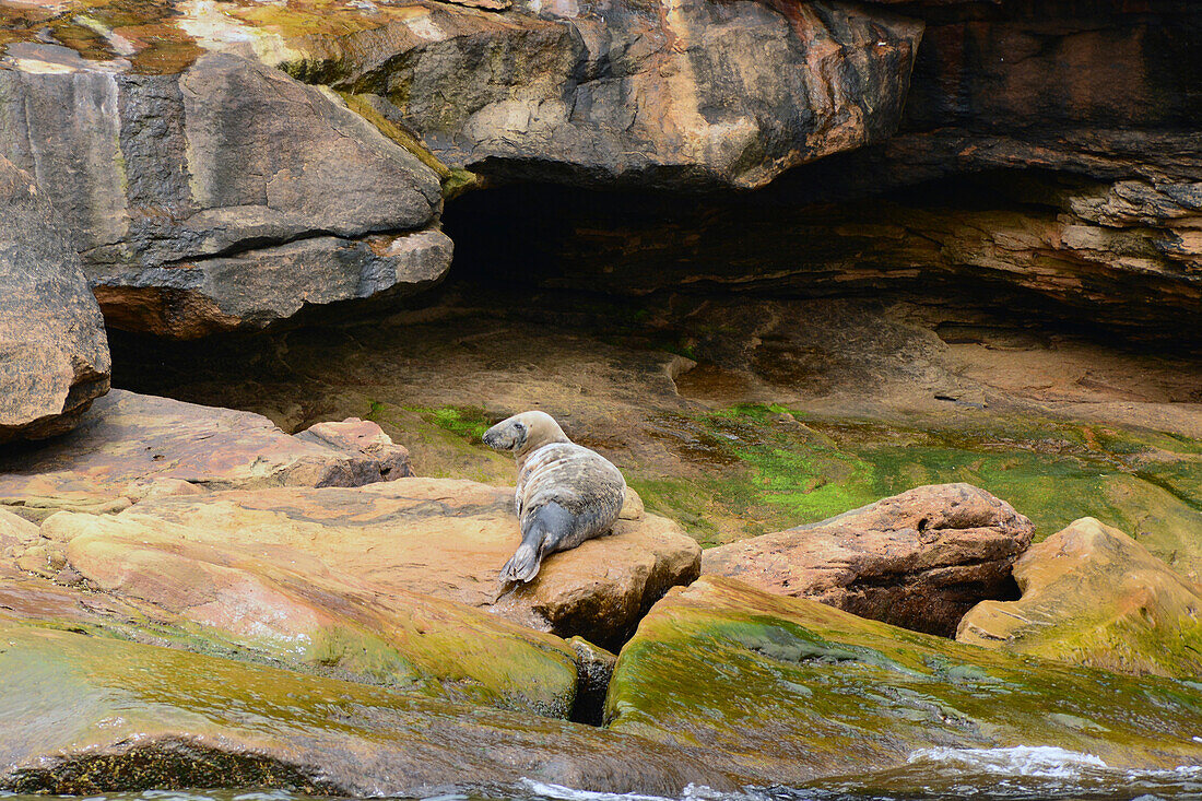 A gray seal, Halichoerus grypus, basking on a rock on the shore of Bird Island.; Bird Island, Cape Breton, Nova Scotia, Canada.