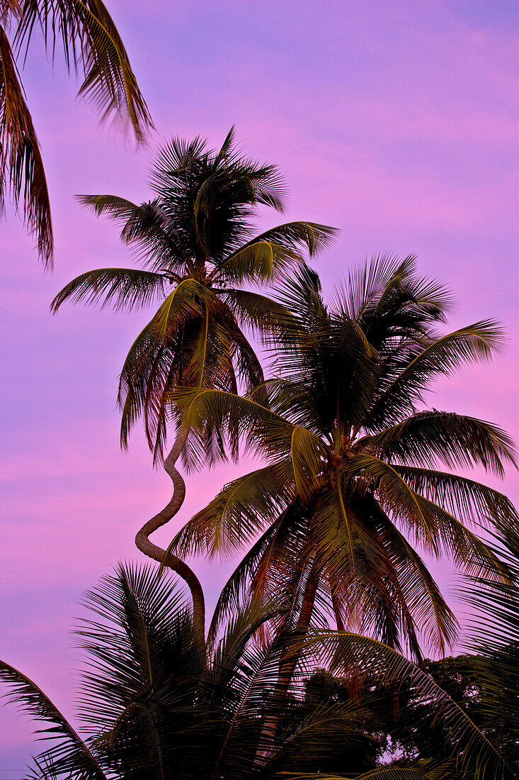 Strangely curved palm tree in front of a purple sunset; Pigeon Point, Tobago, Republic of Trinidad and Tobago