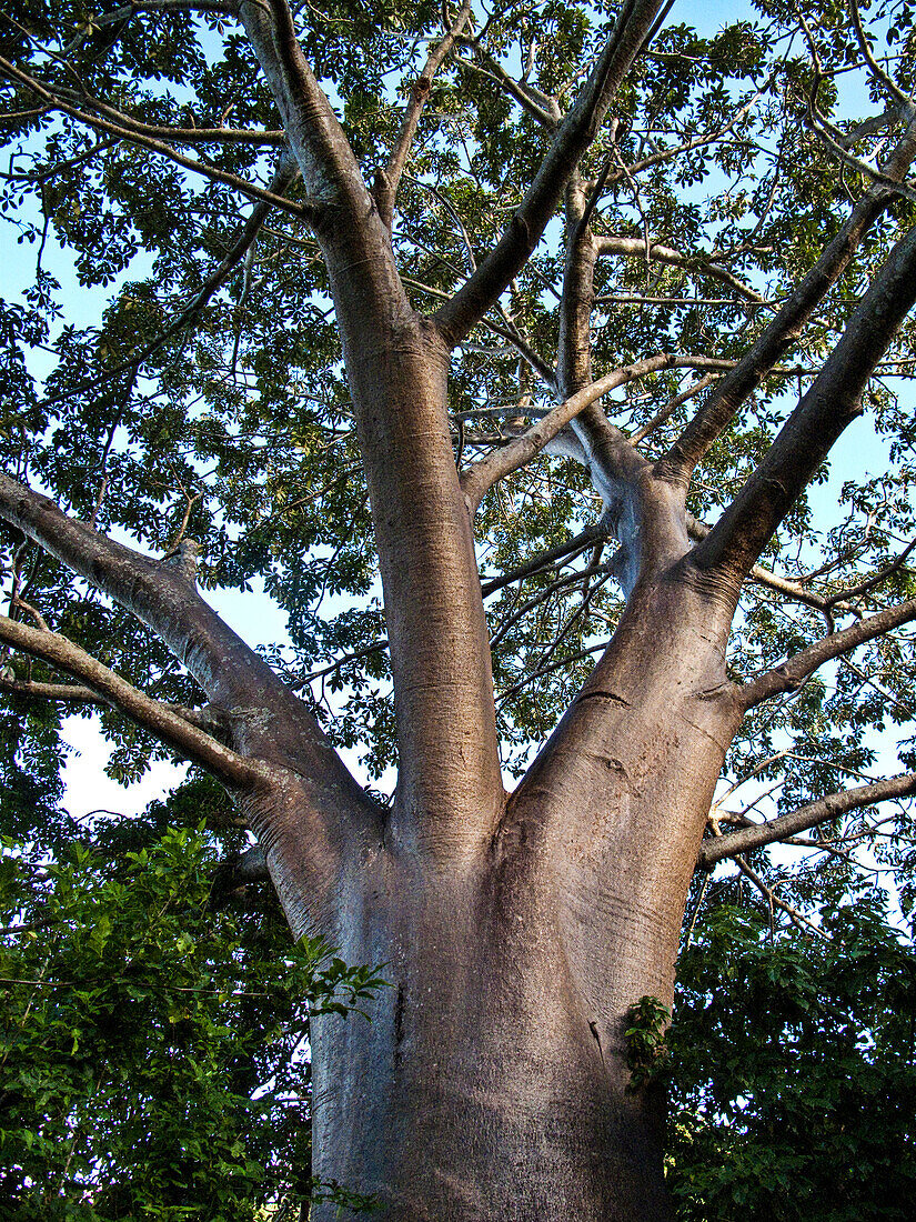 Large Baobab tree (Adansonia) in Mozambique; Mayotte, M'Bouzi Island, Mozambique