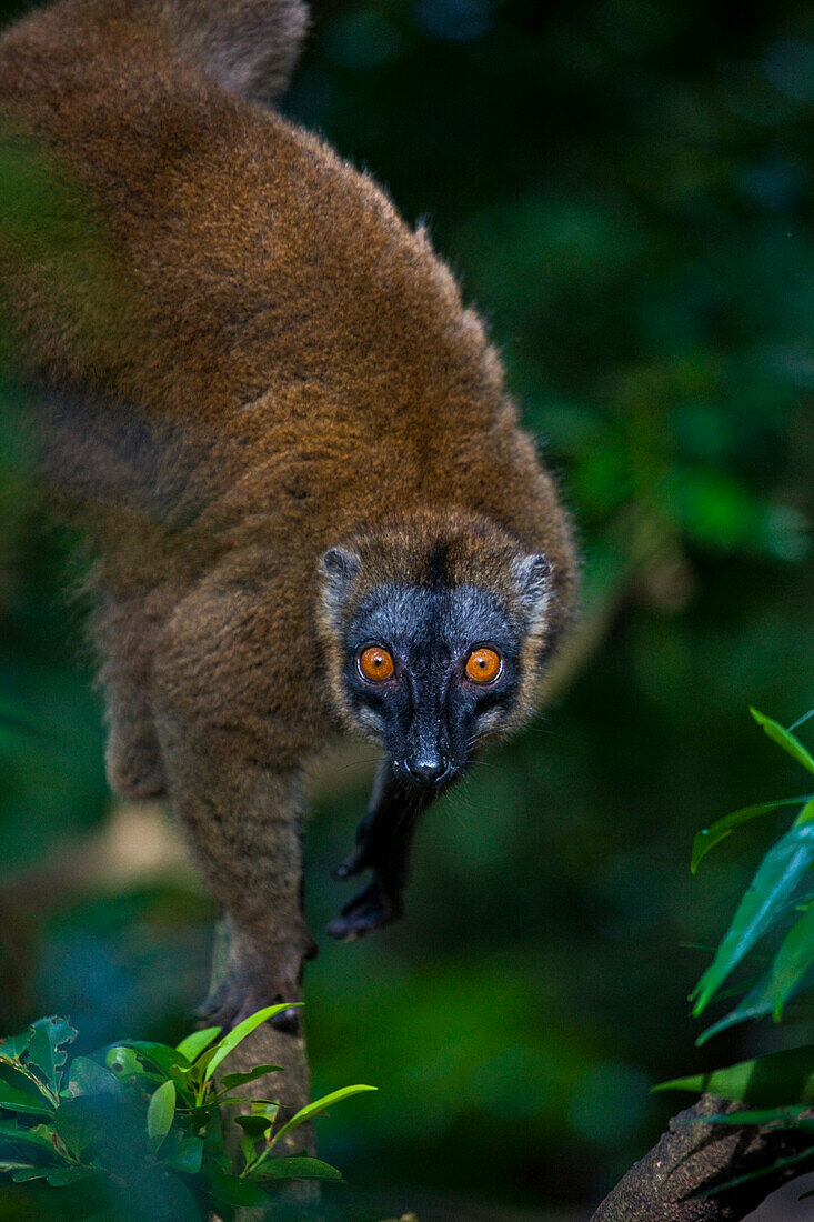 Portrait eines Lemurs in einem Baum; M'Bouzi Insel, Mayotte, Mosambik