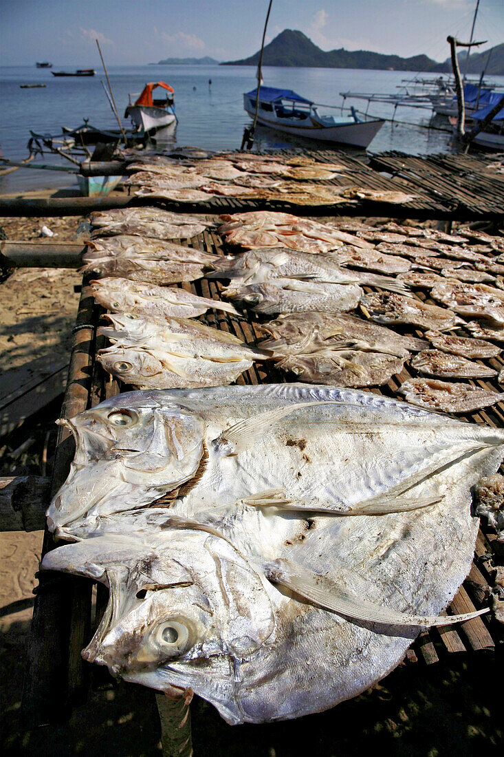 Fish carcasses dry in the sun on a boat dock.; Palau Misa Island, Indonesia.