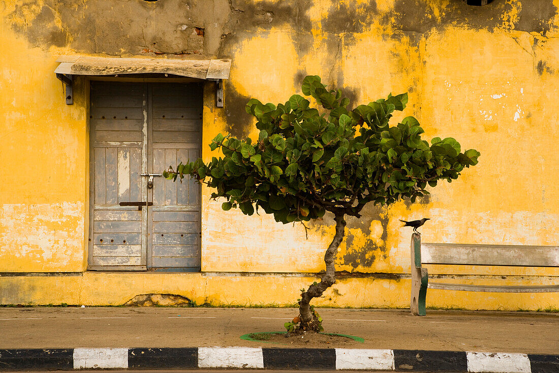 Straßenszene mit einem Vogel, einer Bank, einem Baum und einem Hauseingang; Puducherry, Tamil Nadu, Indien