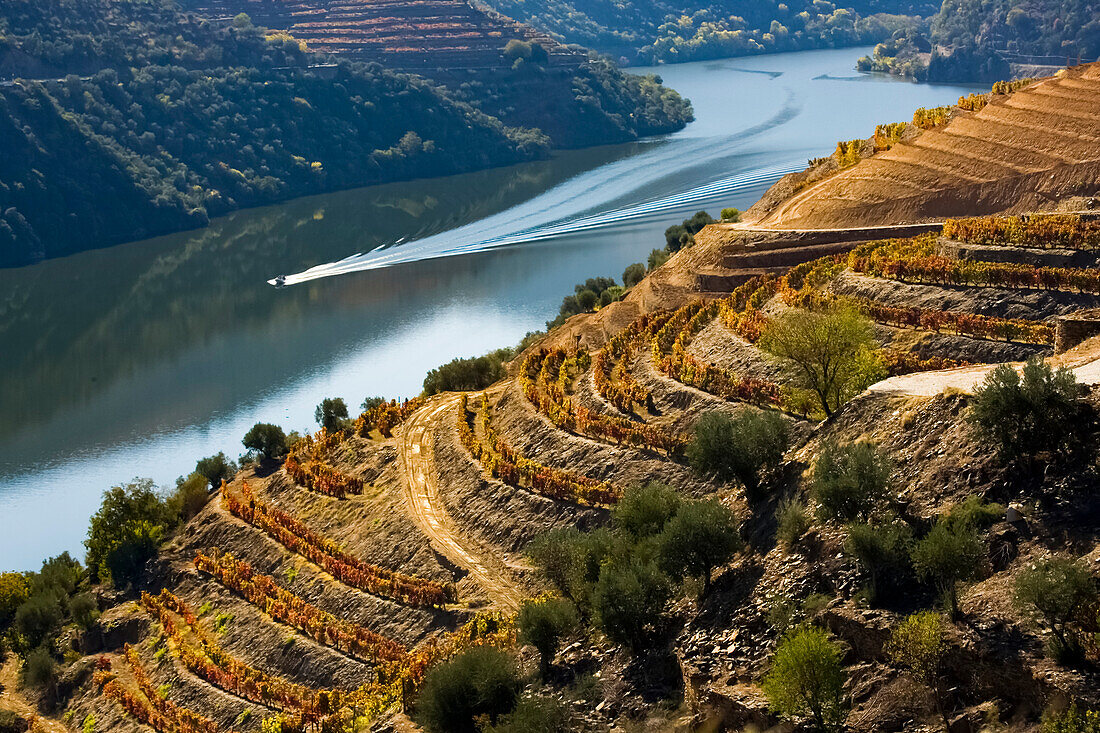 Terrassenförmige Weinberge oberhalb des Douro-Flusses, Weinregion Alto Douro, Douro-Tal, Portugal; Portugal