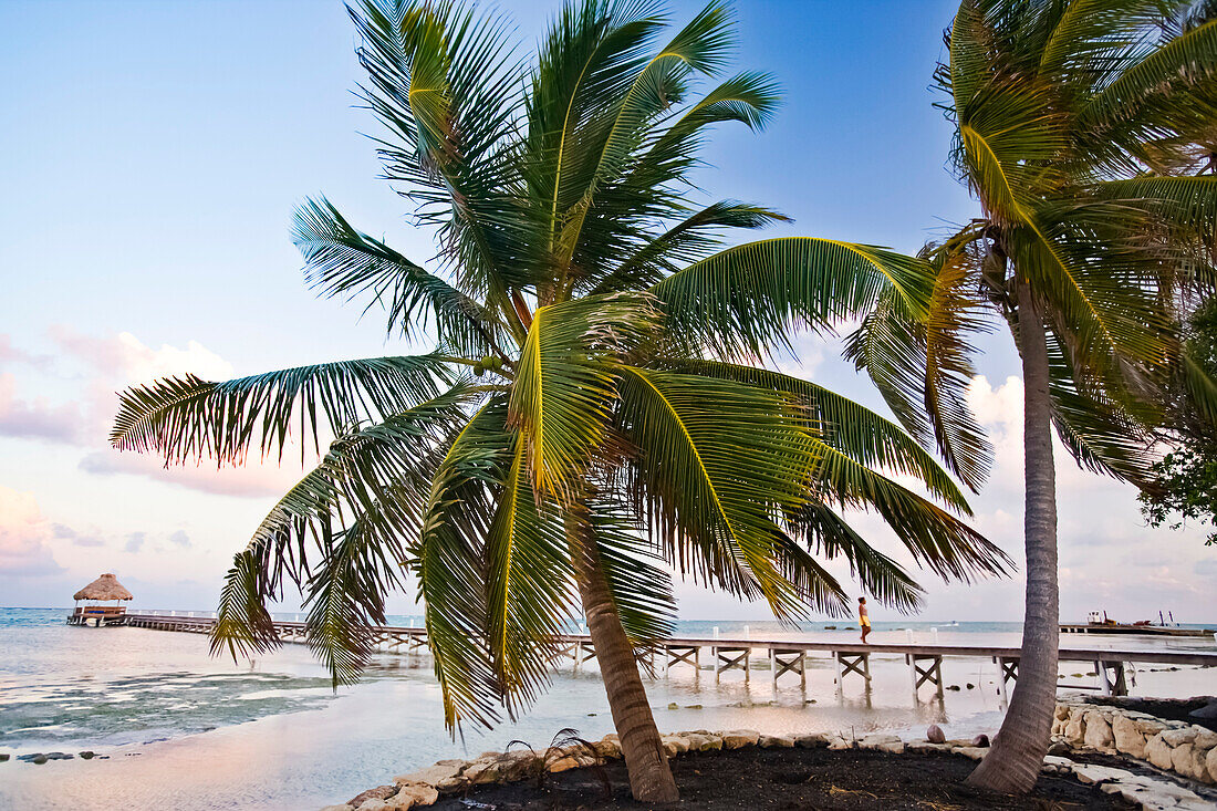 Palm trees and pier at a resort on Ambergris Cay; Ambergris Cay, Belize