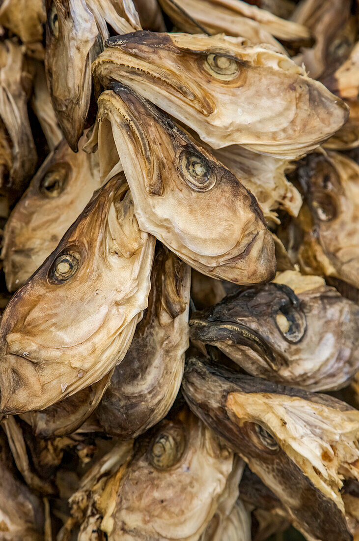 Drying cod at the fishing village of Lovund; Lovund Island, Norway