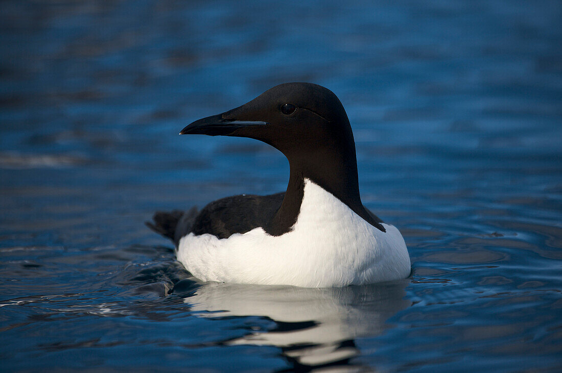 Brunnich's Trottellumme (Uria lomvia) beim Schwimmen; Spitzbergen, Svalbard Archipel, Norwegen