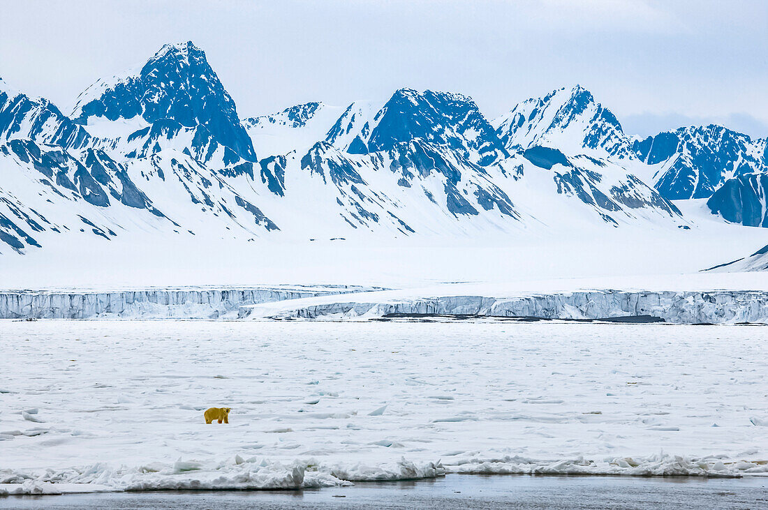 Eisbär (Ursus maritimus) auf dem Eis im Tempelfjorden; Svalbard Archipelago, Norwegen