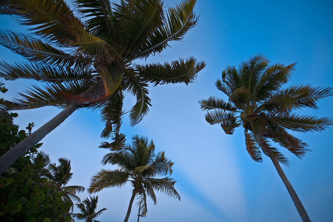 View from below of palm trees blowing in the wind; Turneffe Island, Belize