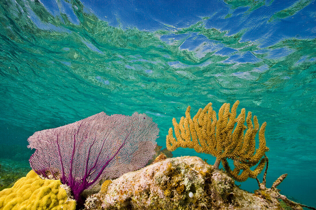 Unterwasseransicht eines Korallenriffs in Belize; Turneffe Island, Belize