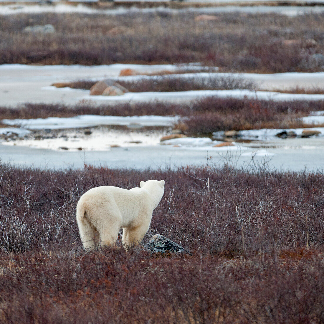 A Polar Bear (Ursus Maritimus) Stands In The Frozen Grass; Churchill Manitoba Canada