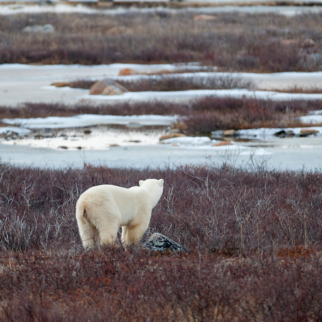 Ein Eisbär (Ursus Maritimus) steht im gefrorenen Gras; Churchill Manitoba Kanada