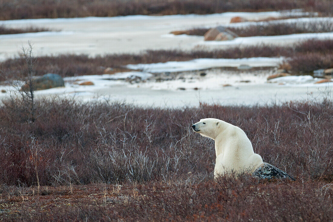 A Polar Bear (Ursus Maritimus) Sitting In The Frozen Grass; Churchill Manitoba Canada