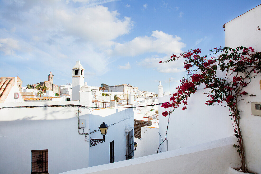 Ein blühender Weinstock, der an der Seite eines weißen Gebäudes mit einem Stadtbild aus weißen Gebäuden wächst; Vejer De La Frontera Andalusien Spanien