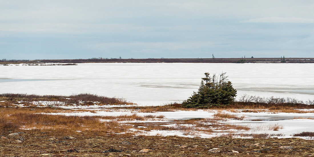 Schnee auf einer kargen Landschaft; Churchill Manitoba Kanada