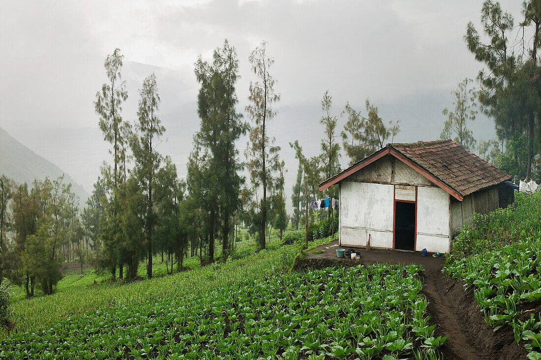 Agricultural Fields And A Shed On A Slope; Cemoro Lawang Gunung Bromo Bromo Volcano Java Indonesia