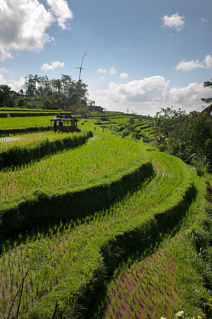 Reisfelder; Jatiluwih Bali Indonesien