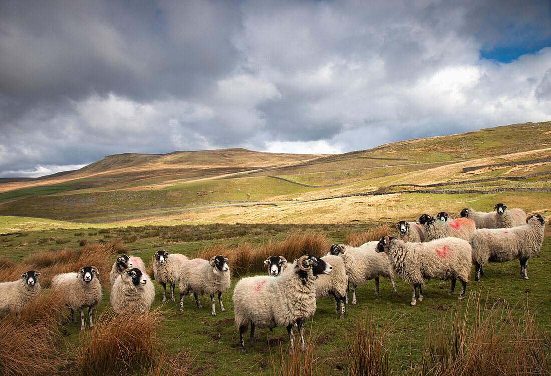 Flock Of Sheep On A Landscape Of Rolling Hills; Northumberland England