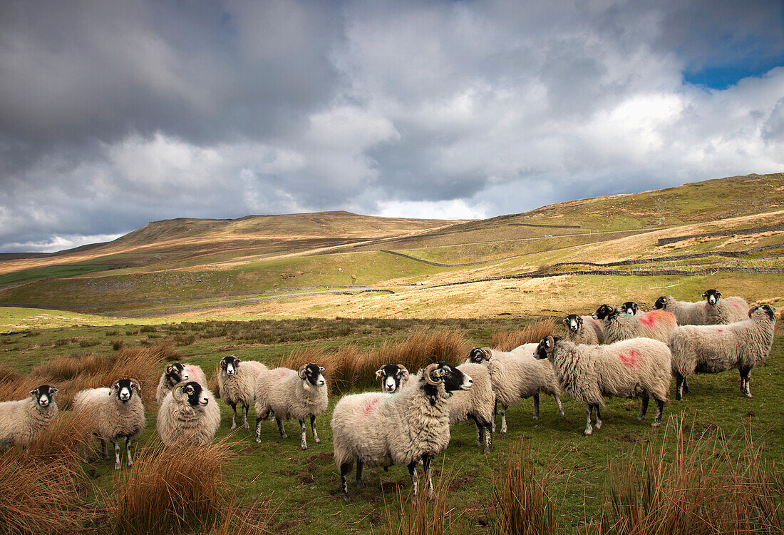 Schafherde in einer Landschaft mit sanften Hügeln; Northumberland England