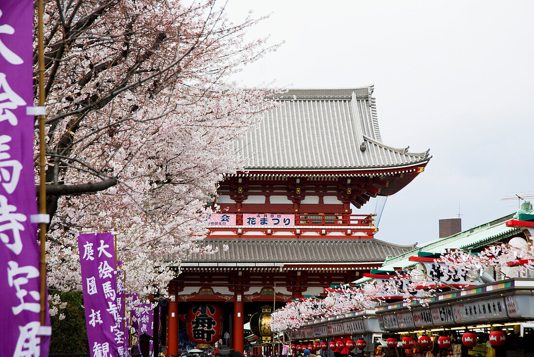 Japanese Temple And Cherry Blossom Tree; Tokyo Japan
