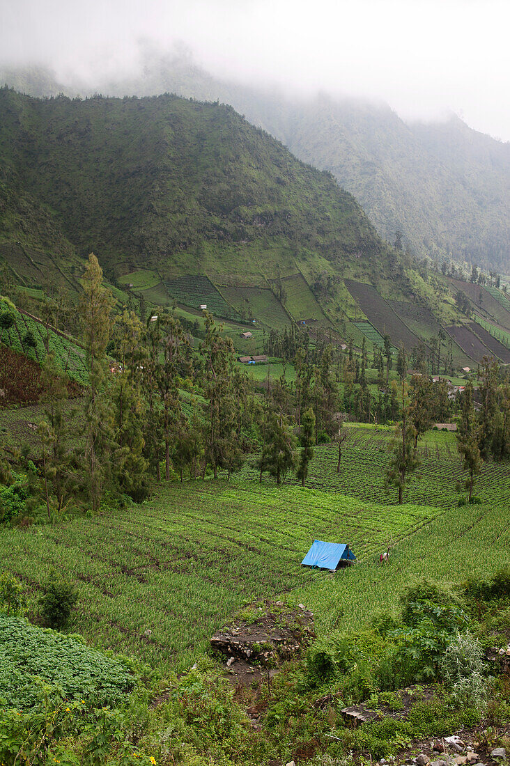 Agricultural Fields In A Valley; Cemoro Lawang Gunung Bromo Bromo Volcano Java Indonesia