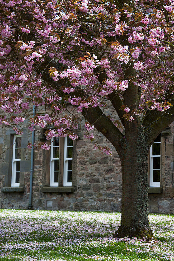 A Blossoming Tree Outside A Building; Ford Village Northumberland England