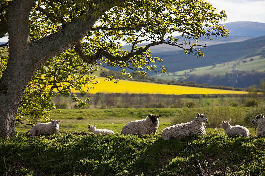 Schafe liegen auf dem Gras unter einem Baum; Northumberland England