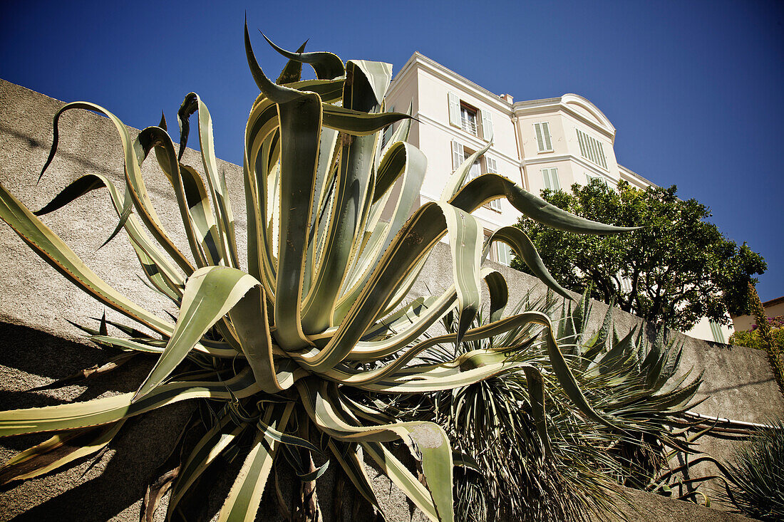 Pflanzen mit einem weißen Gebäude im Hintergrund; Cannes Provence Frankreich
