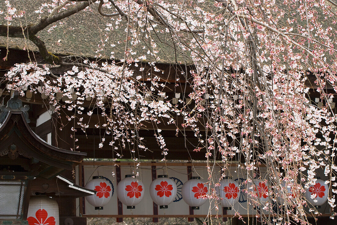 Cherry Blossom Tree And Paper Lanterns; Kyoto, Japan