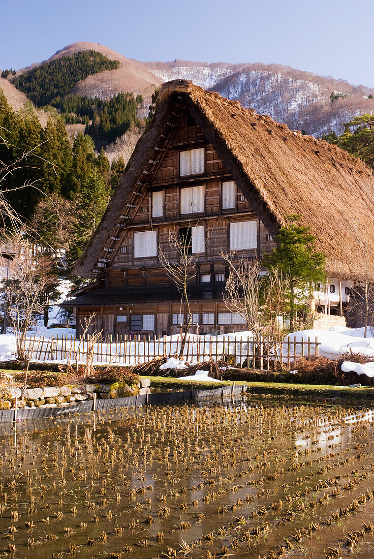 Traditionelles japanisches Dorfhaus mit Strohdach und Reisfeld im Vordergrund; Shirakawa, Gifu, Japan