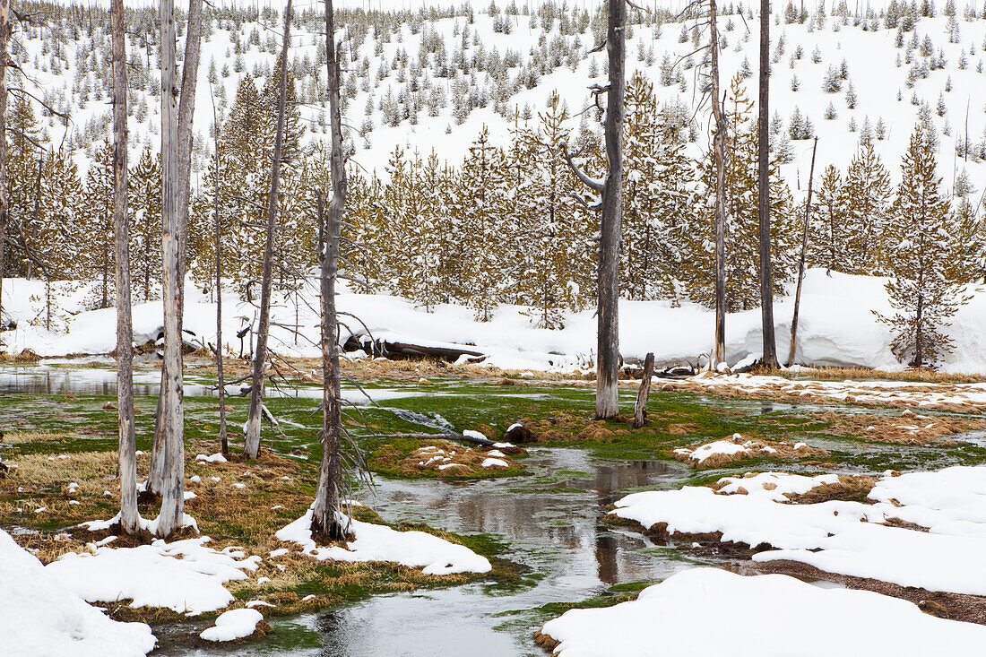 Schnee im Yellowstone National Park; Wyoming Vereinigte Staaten Von Amerika